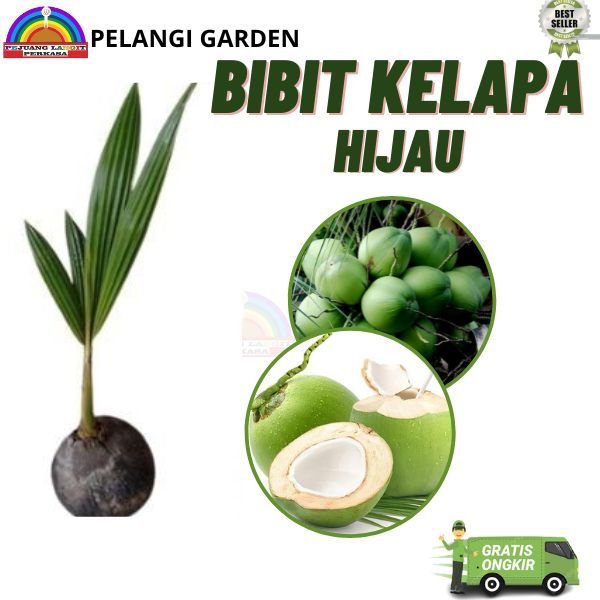 Bibit Kelapa Hijau Hibrida, Bibit Kelapa Hijau Hibrida Unggul