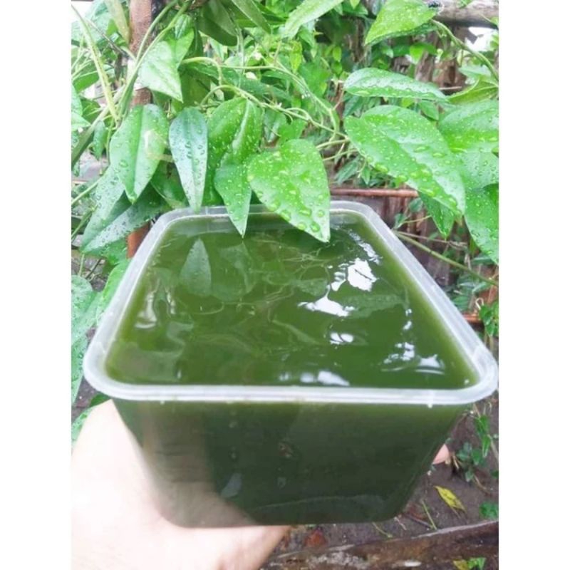 

Daun Cincau Hijau Segar