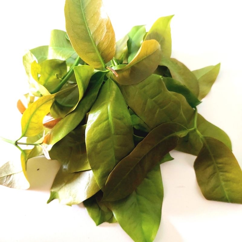 

Daun Melinjo/ Daun So segar per Ikat +- 200 gr