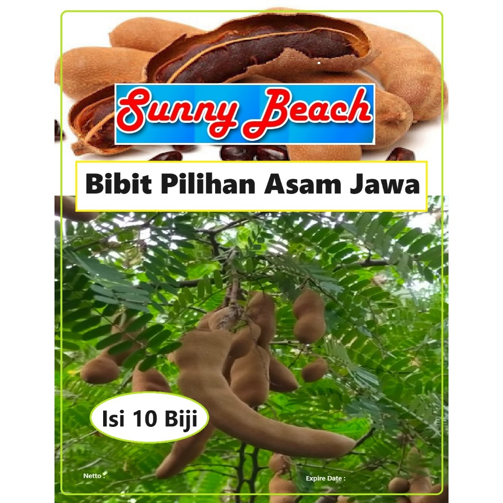 Bibit Pilihan Asam Jawa | Biji Benih Pohon Asam Jawa | Biji Bibit Asam