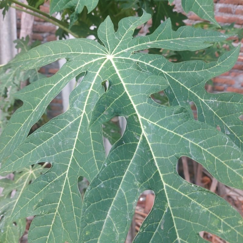 

Daun Pepaya Muda Segar / per ikat