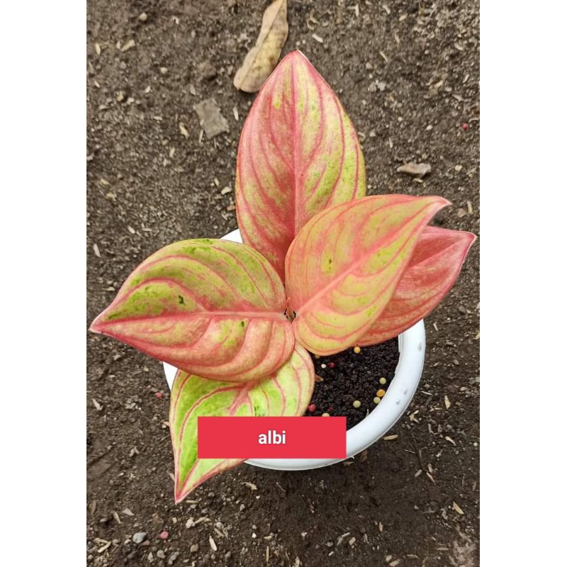 aglonema Maheswara / aglonema maeswara merah