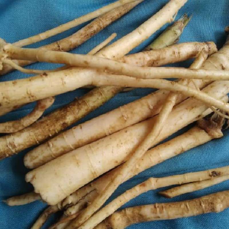 

AKAR PEPAYA SAGAR KEMASAN 1 KG SIAP KIRIM