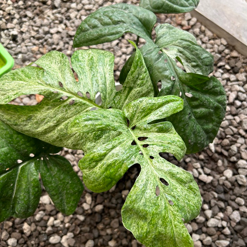 Amydrium Medium Variegata Besar