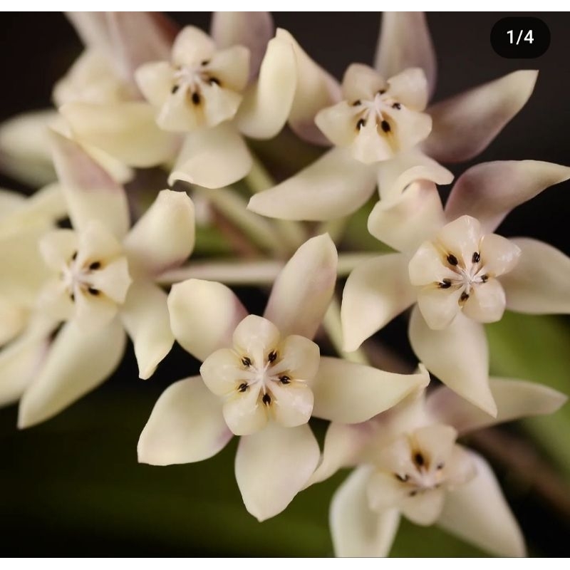 Promo Bibit Tanaman Bunga Hoya Buntokensis Original dari Buntok Kalimantan