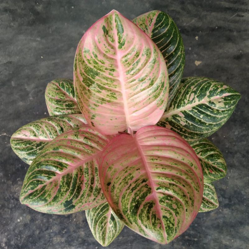 aglonema asri merah indukan jumbo