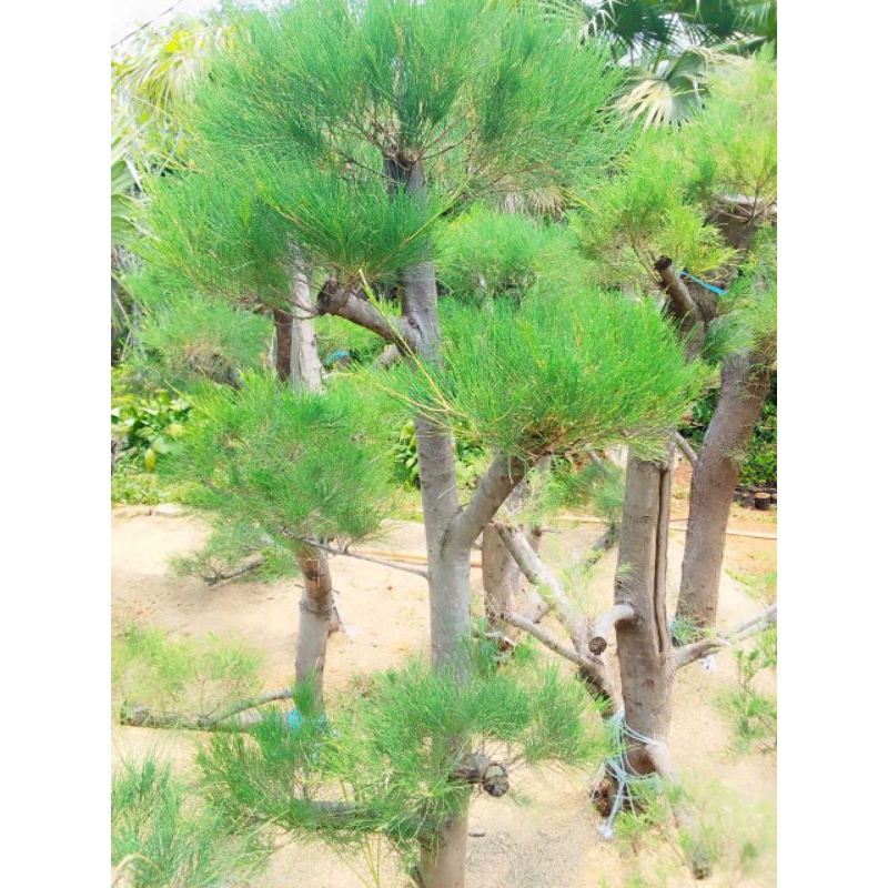 Bonsai Cemara udang ukuran 1/1,5 meter