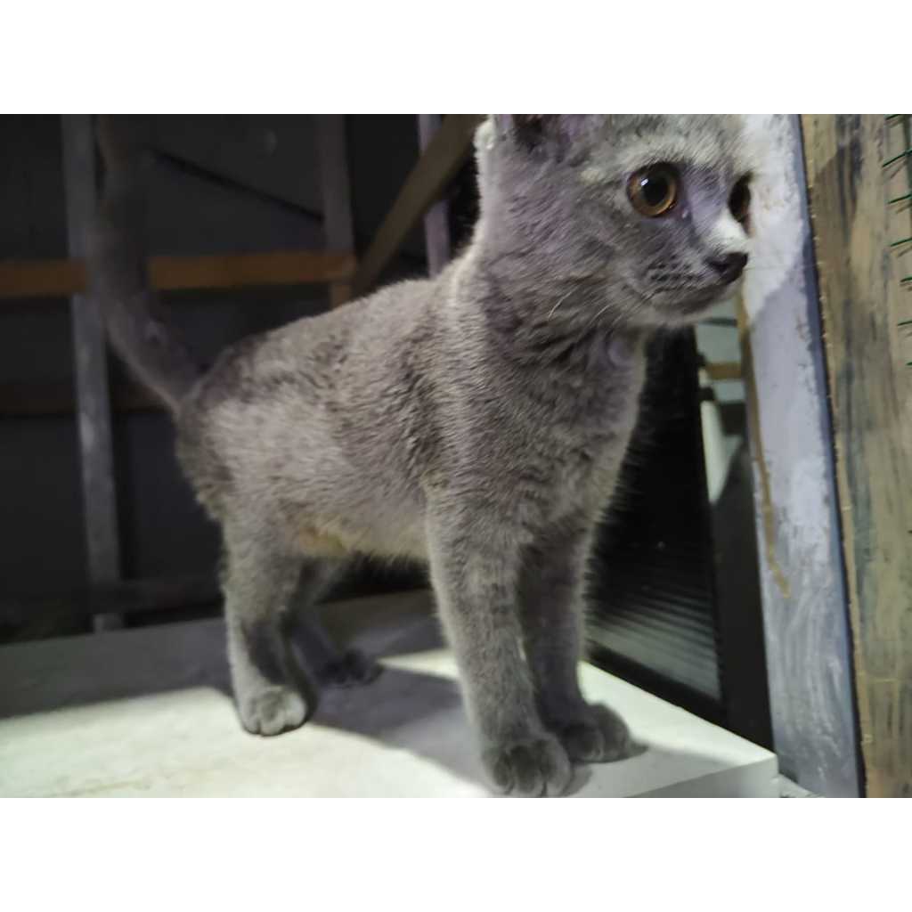 kucing BSH British Short Hair