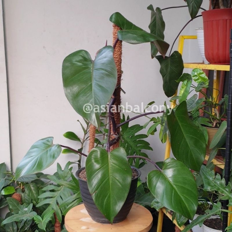 Philodendron Royal Queen | Tanaman hias aroid di pot