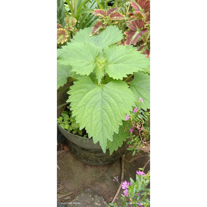

daun matcho 20 lembar