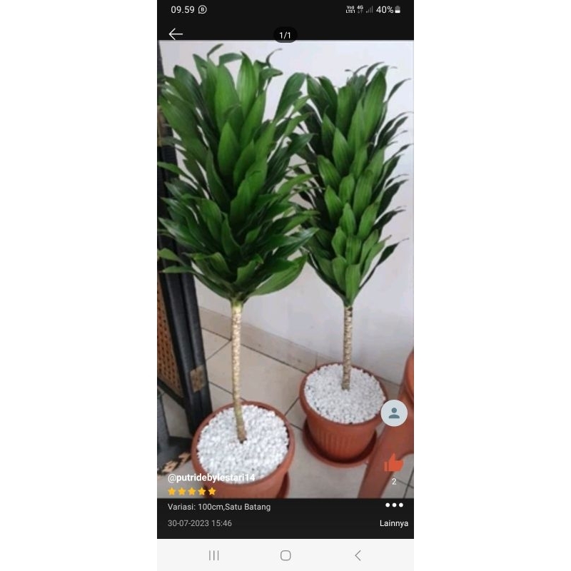 TERLARIS TANAMAN HIAS DRACAENA COMPACTA / JANET CRAIG