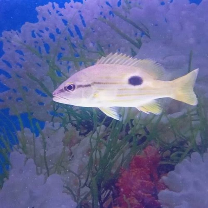 ikan hias laut kakap tompel/mangrove jack(brackhis fish)