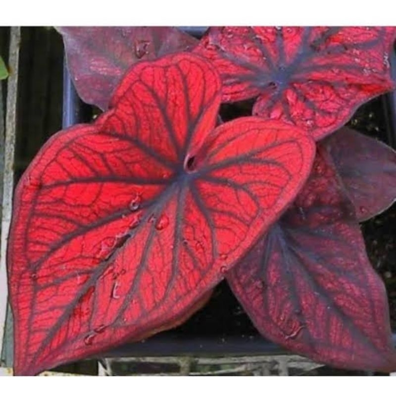 Tanaman hias caladium keladi H22 thai series thai caladium H22