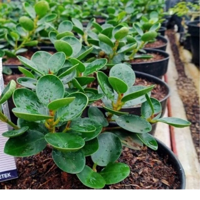 Tanaman Dolar Mangkok BESAR RIMBUN /mikro/ bahan bongsai/ sambung