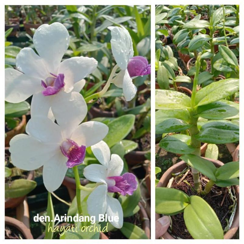 Anggrek Dendrobium Arindang Blue