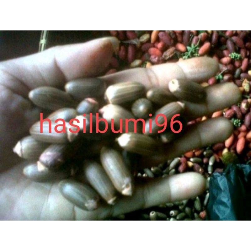 

BIJI BUAH MELINJO SUPER ASLI 1KG