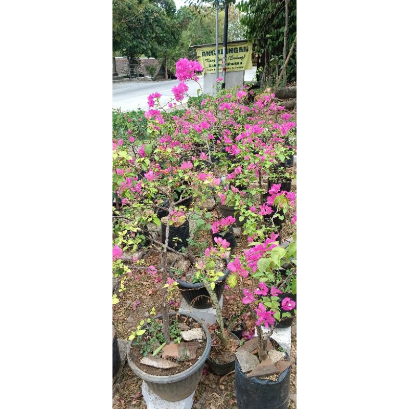 bibit tanaman hias bogenvil sudah berbunga. bibit bunga bogenvil. tanaman bogenvil.