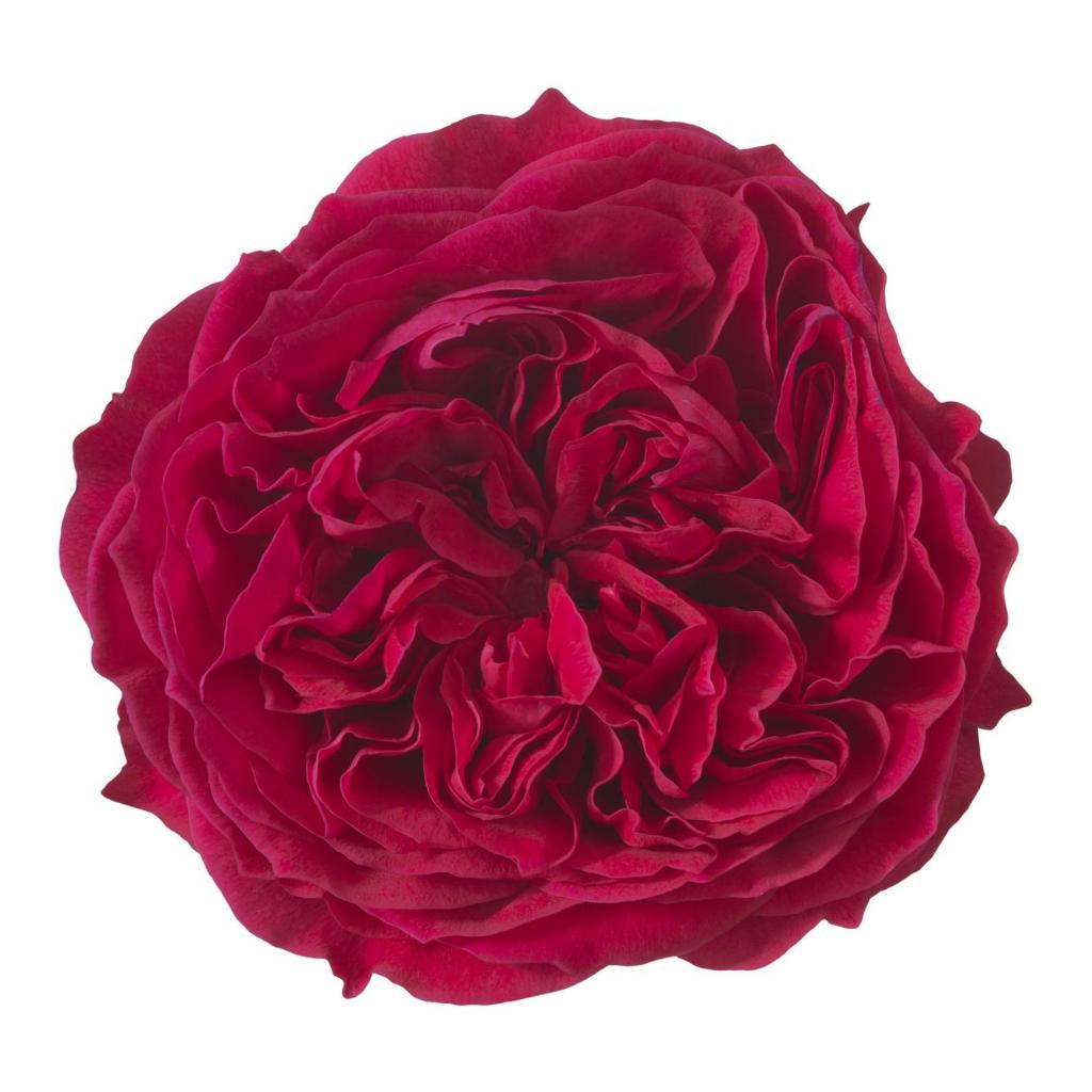 Tanaman hias bunga Mawar merah import-james park