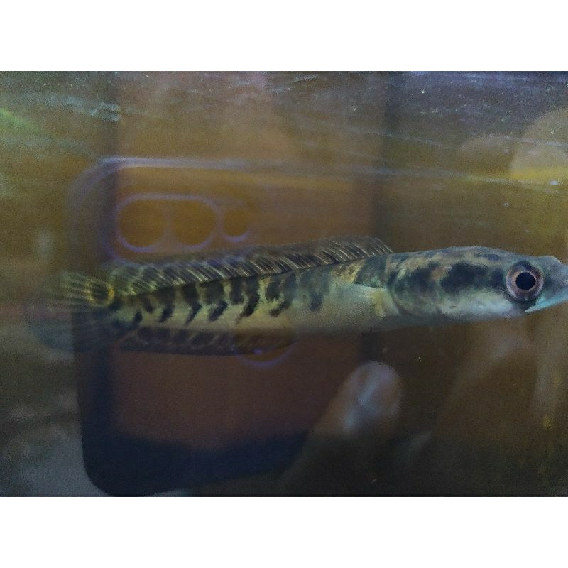 yellow Sentarum Ys progres