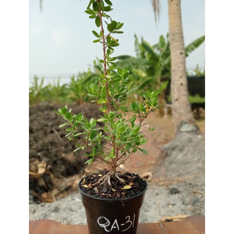 QA-31, SANTIGI KARANG VARIAN DAUN MAWAR ORIGINAL SEMAI BIJI