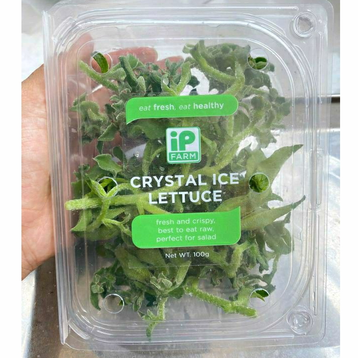 

Sayur Salju Fresh Organik | Ice Plant Segar | Pack