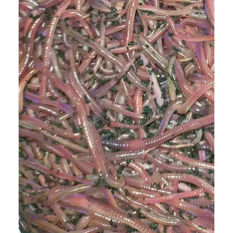 Umpan cacing tanah cacing anc Tiger merah UK setengah kg