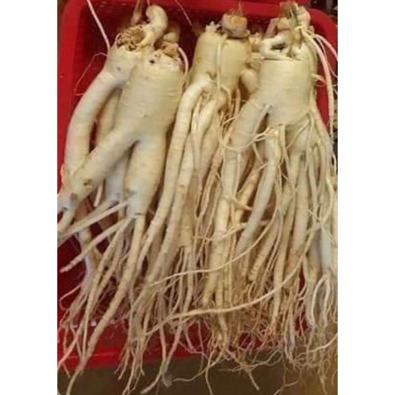 

Gingseng merah korea original