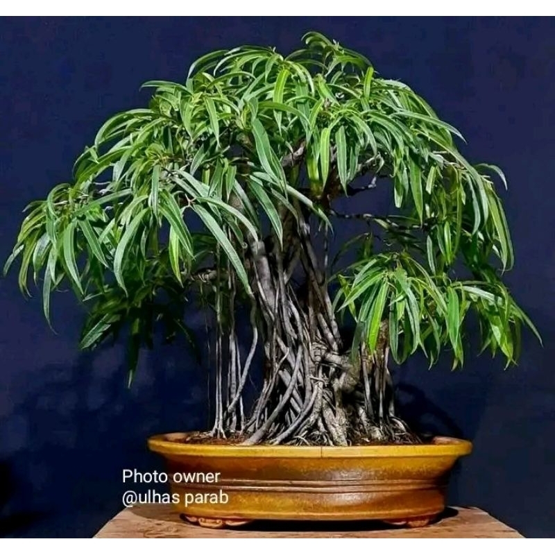 plant / Tanaman Caudex Ficus maclellandi asli dari semai biji bukan cangkok atau stek