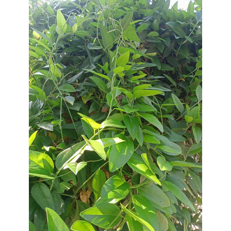 

daun cicau jelly 500 gram 35.000