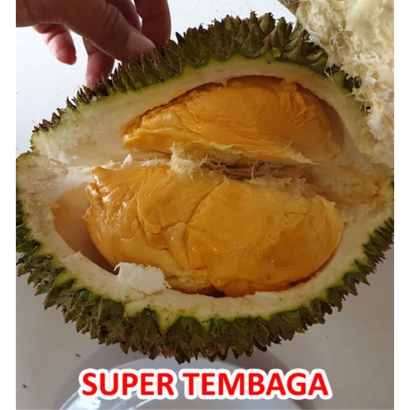 BIBIT DURIAN SUPER TEMBAGA