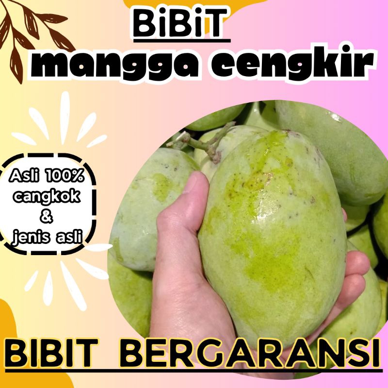 bibit mangga cengkir super asli cangkokan