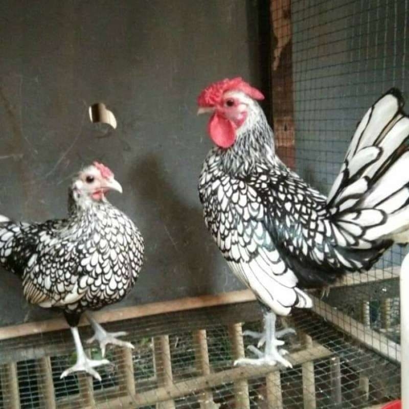 

TELUR TETAS AYAM HIAS BATIK KANADA DAN ITALY SIAP TETAS