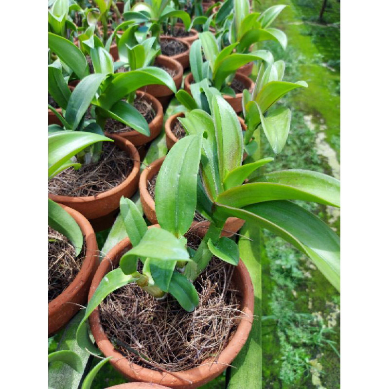 Anggrek Dendrobium sudah dewasa RUMPUN 3 Batang