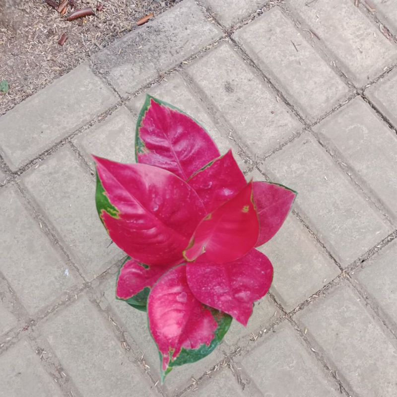 aglaonema suksom