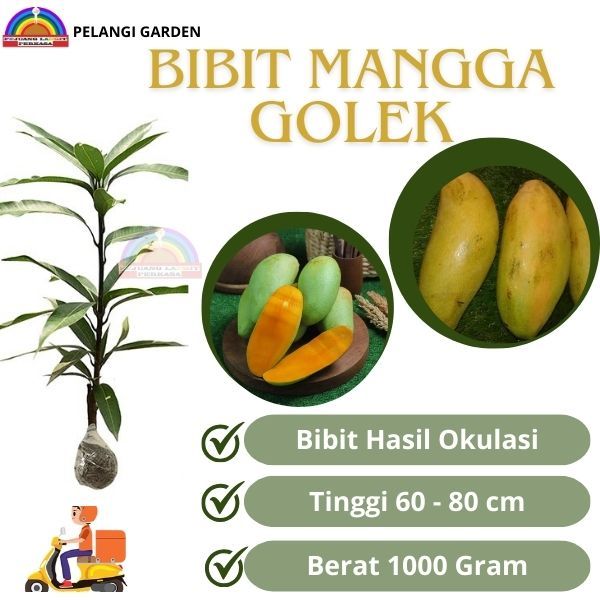 Bibit Mangga Golek, Bibit Mangga Golek Berbuah, Bibit Mangga Super Manis, Buah Mangga Golek Manis