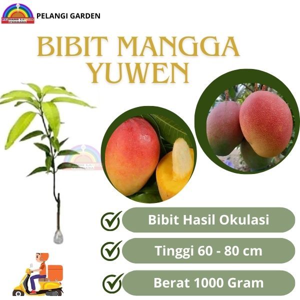 Bibit Mangga Yuwen, Bibit Mangga Manis Yuwen, Bibit Mangga Berbuah, Bibit Mangga Unggul