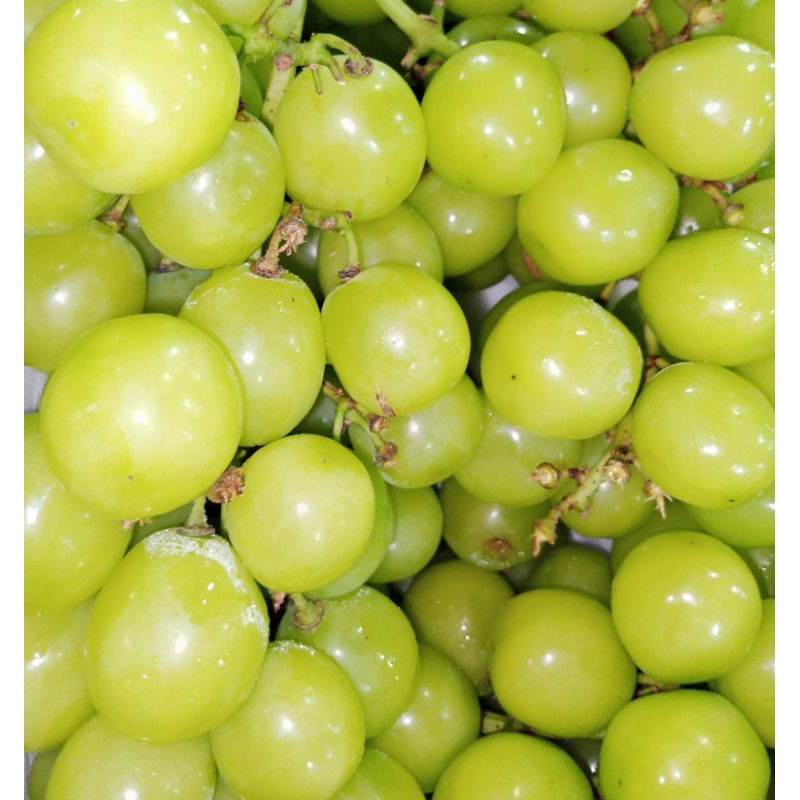 

ANGGUR MUSCAT IMPORT MANIS GARING FRESH ( TANPA BIJI )500 GR