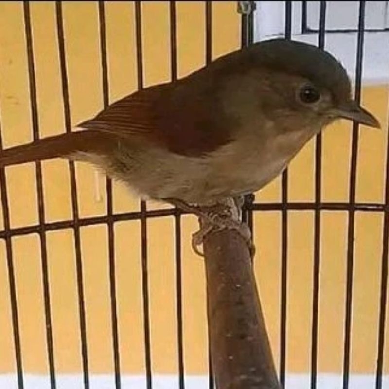 Burung Flamboyan Gacor Harga NETTTTT