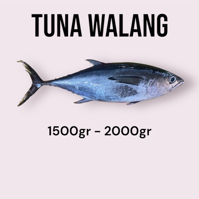 

Ikan Tuna Walang