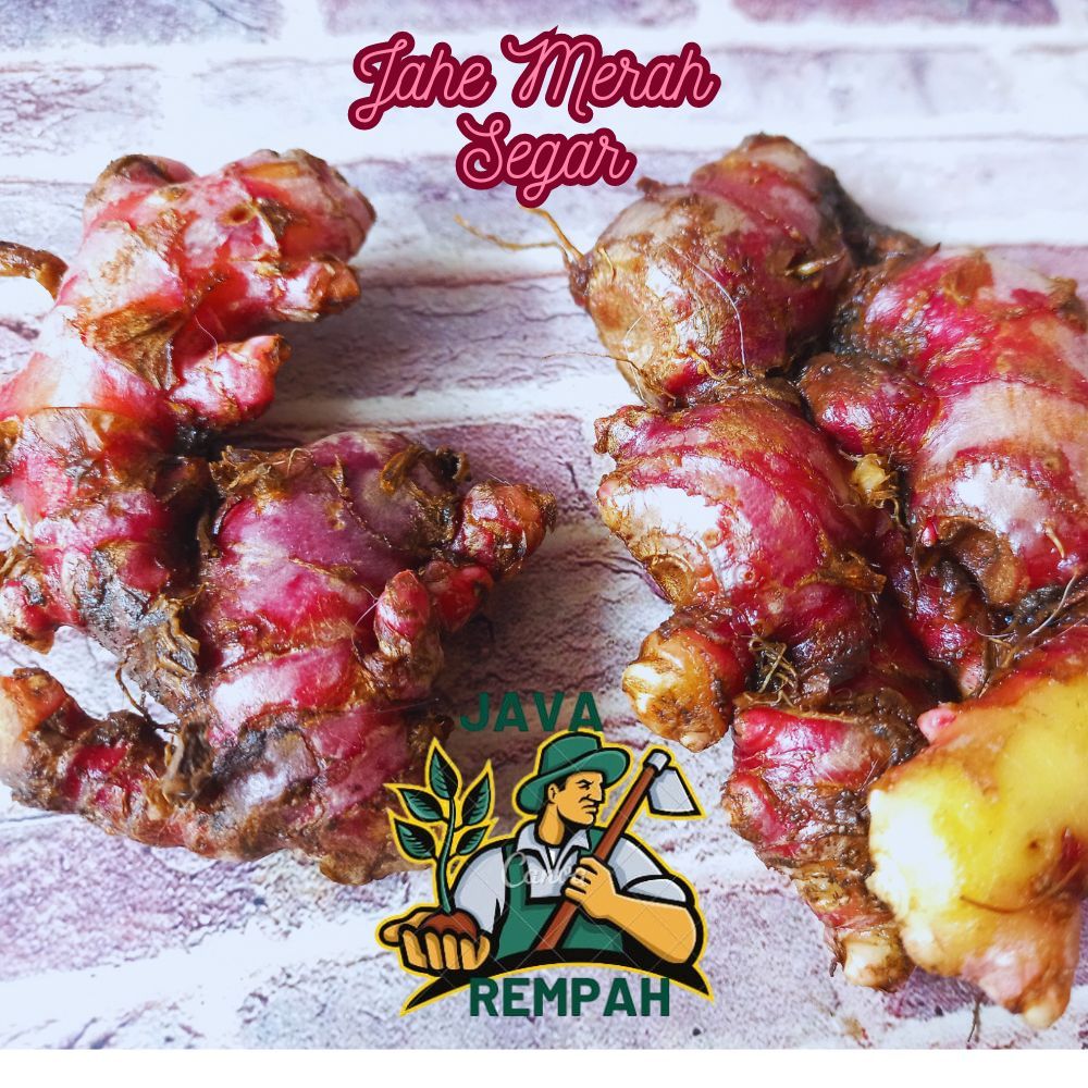 

jahe merah segar 1/4 250gr sudah di cuci