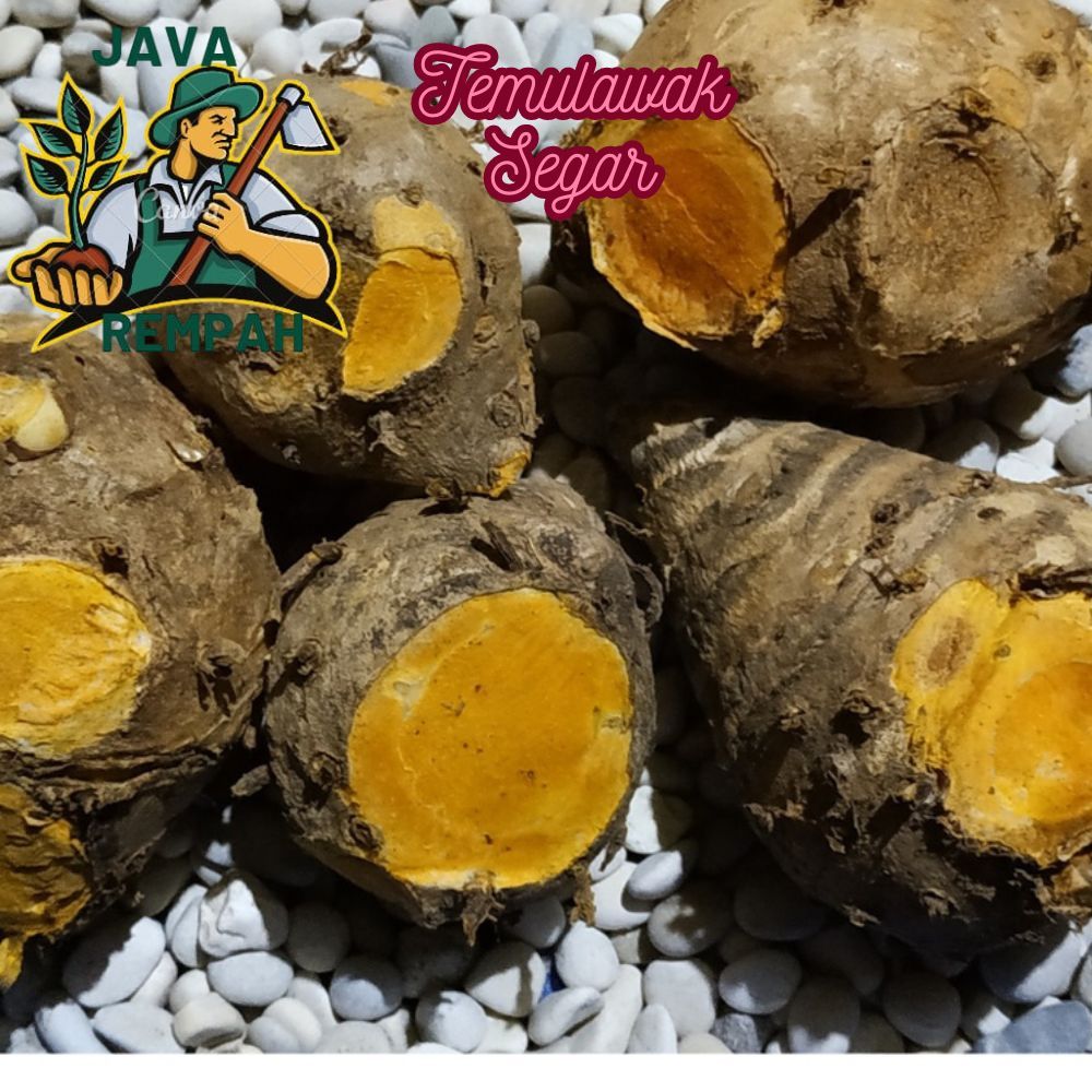 

Temulawak segar 1/2 500gr