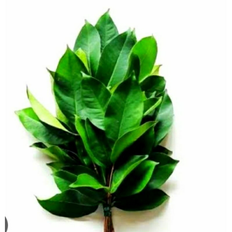 

Daun Salam 30 Lembar