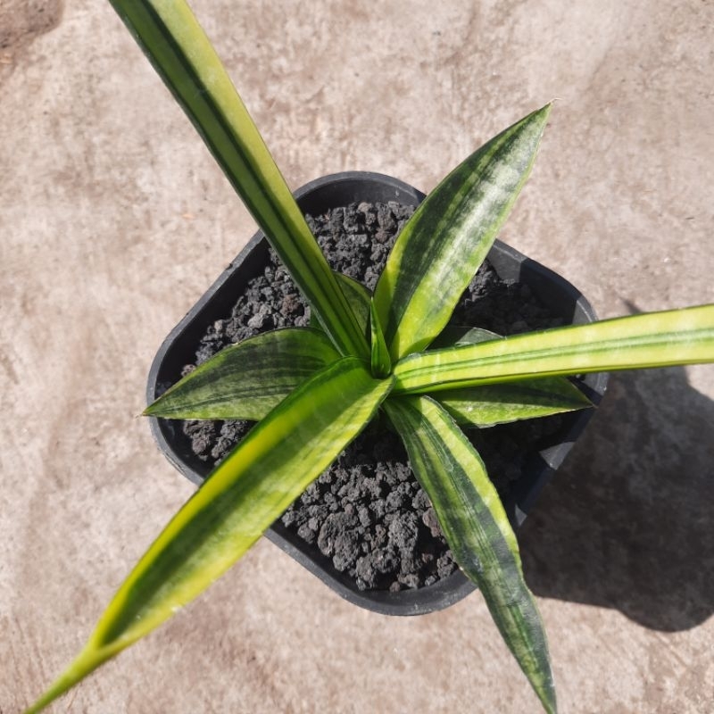 Sansevieria Cordova variegata striata