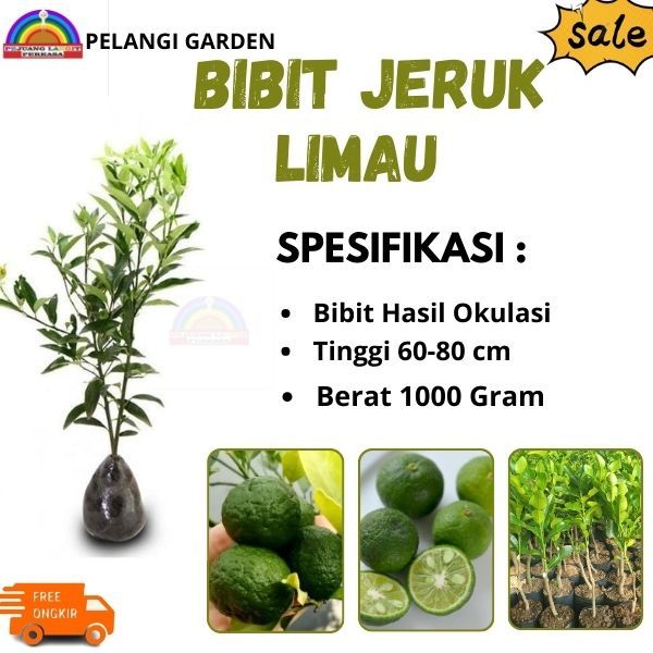 Bibit Jeruk Limau, Bibit Jeruk Limau Berbuah, Bibit Jeruk Limau Berkualitas