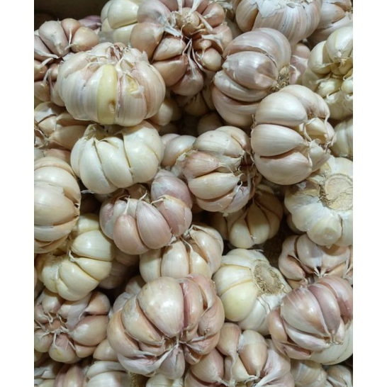 

Produk Bawang Putih Banci/Honan 1kg Best