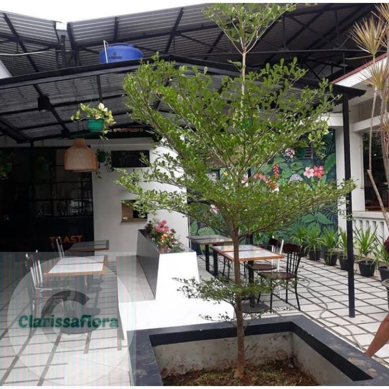 Tanaman hias pohon Ketapang kencana tinggi ± 1 meter / pohon peneduh Ketapang kencana 1 meter