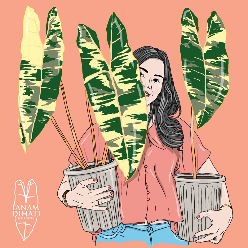 tanaman req. monthai