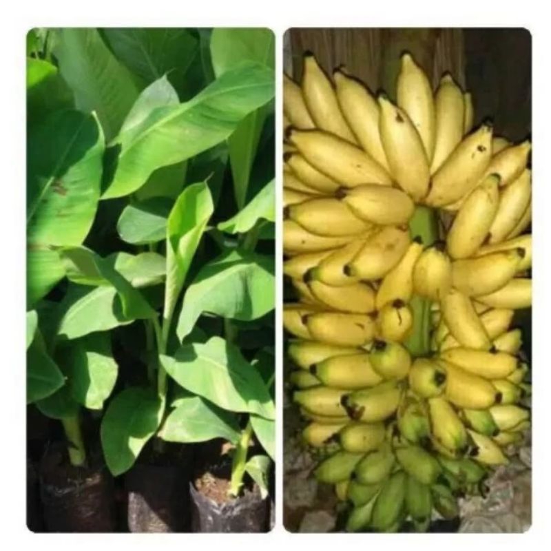 BIBIT PISANG LAMPUNG