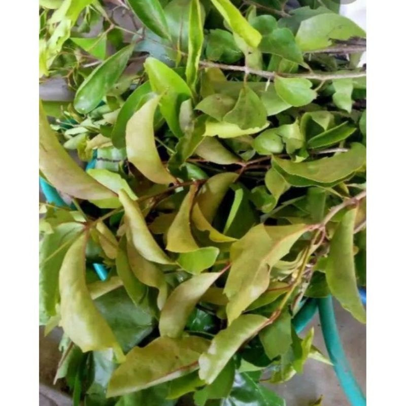 

200g DAUN HERBAL BENALU KELOR SEGAR