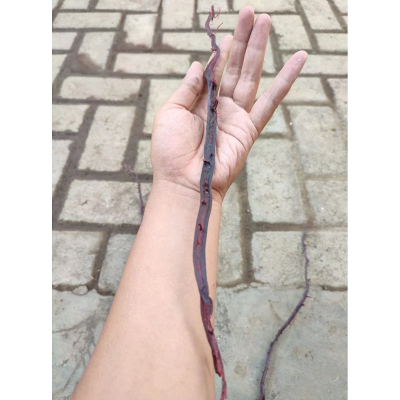 BAHAN AKAR BAHAR MERAH MINIMALIS